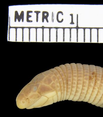 Media type: image; Herpetology R-42866